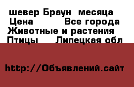 шевер Браун 2месяца › Цена ­ 200 - Все города Животные и растения » Птицы   . Липецкая обл.